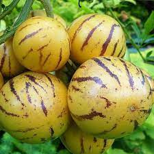 Pepino melon pear Solanum muricatum seeds for tropical garden